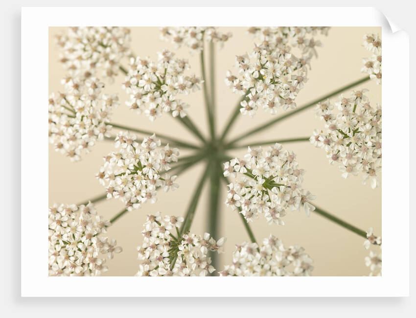 Cow Parsley close-up by Assaf Frank